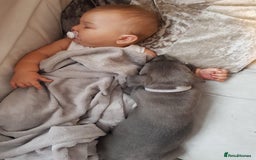 Staffordshire Bull Terrier dogs for stud: BLUE Proven 50+ litters, natural and artificial  in Erith - Image 14