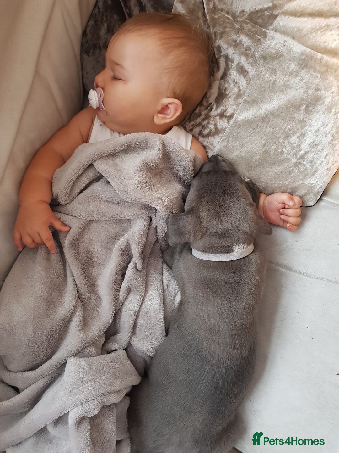 Staffordshire Bull Terrier dogs for stud: BLUE Proven 50+ litters, natural and artificial  in Erith - Image 14