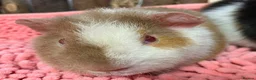 Guinea Pig rodents for sale: Gorgeous pair of Teddy boys/boars/males - Advert 7