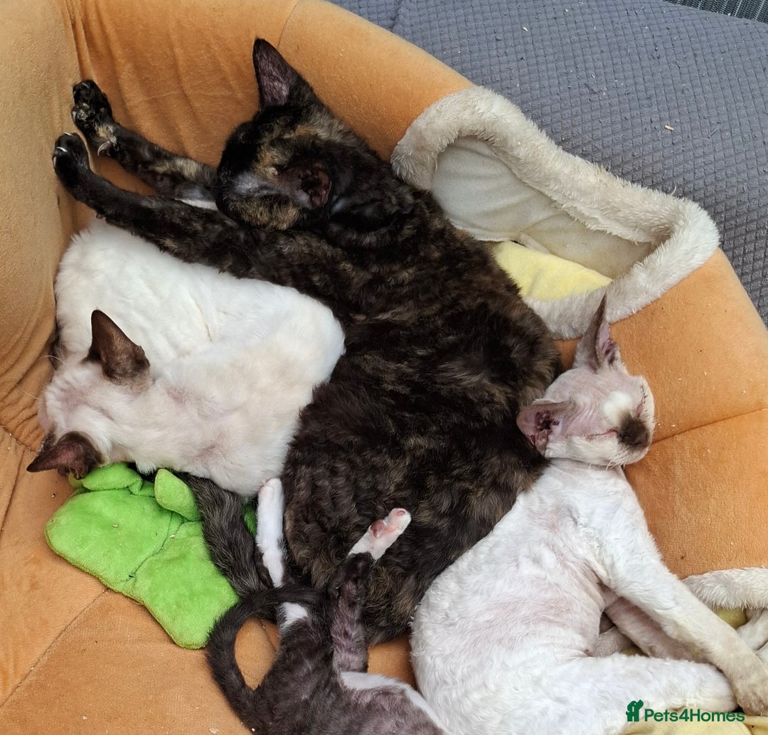 Devon Rex cats for sale: Pretty Girl Devon Rex  - Image 4