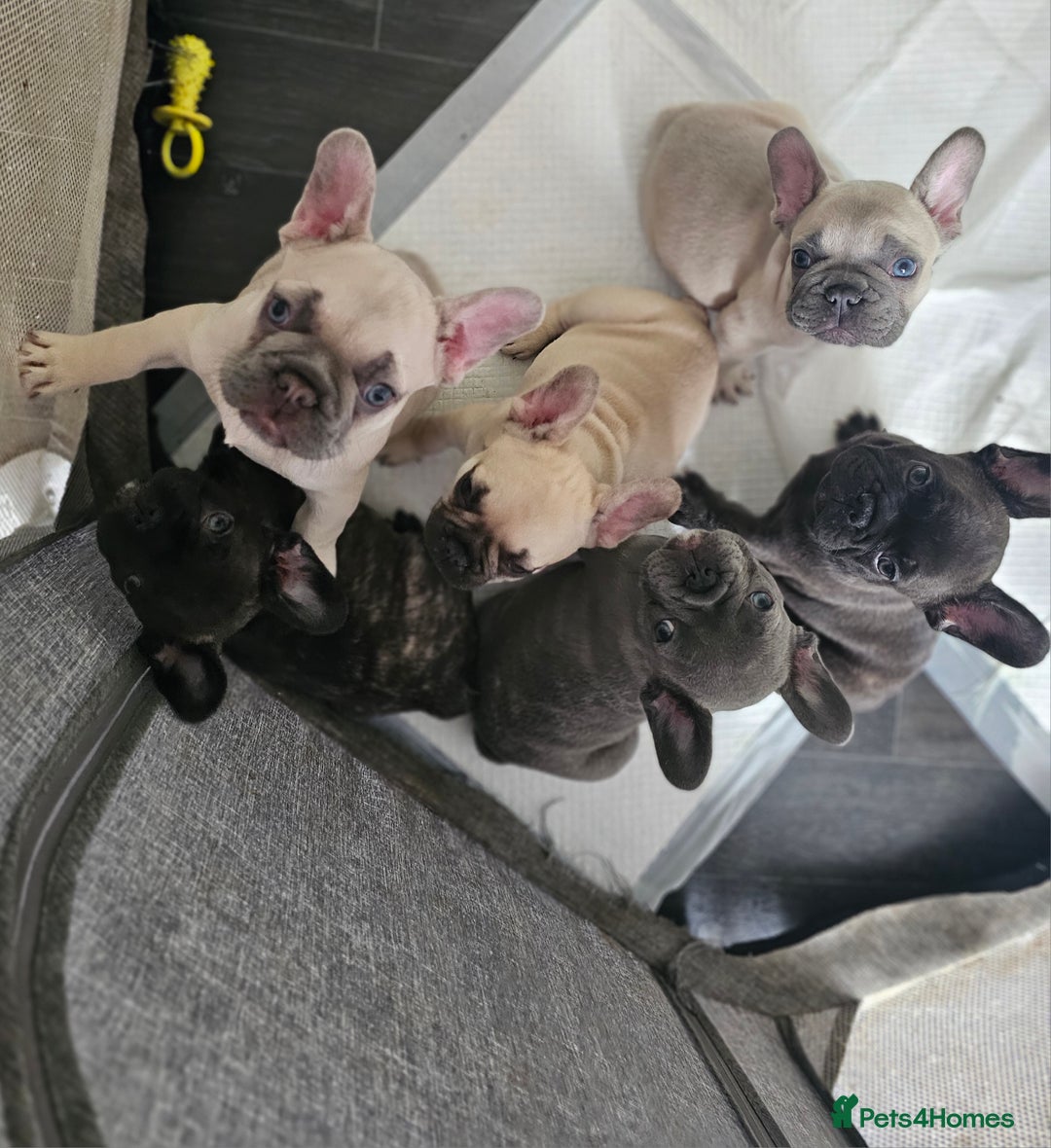 French Bulldog dogs for sale: French bulldog puppies  - Advert 33