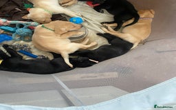 Labrador Retriever dogs for sale: Lovely Labrador puppies  - Image 10