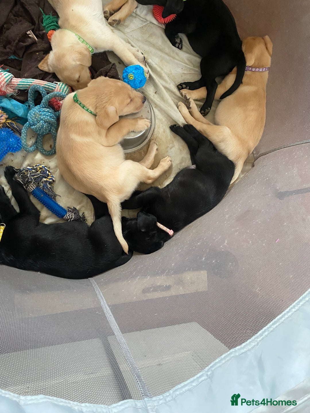 Labrador Retriever dogs for sale: Lovely Labrador puppies  - Image 10
