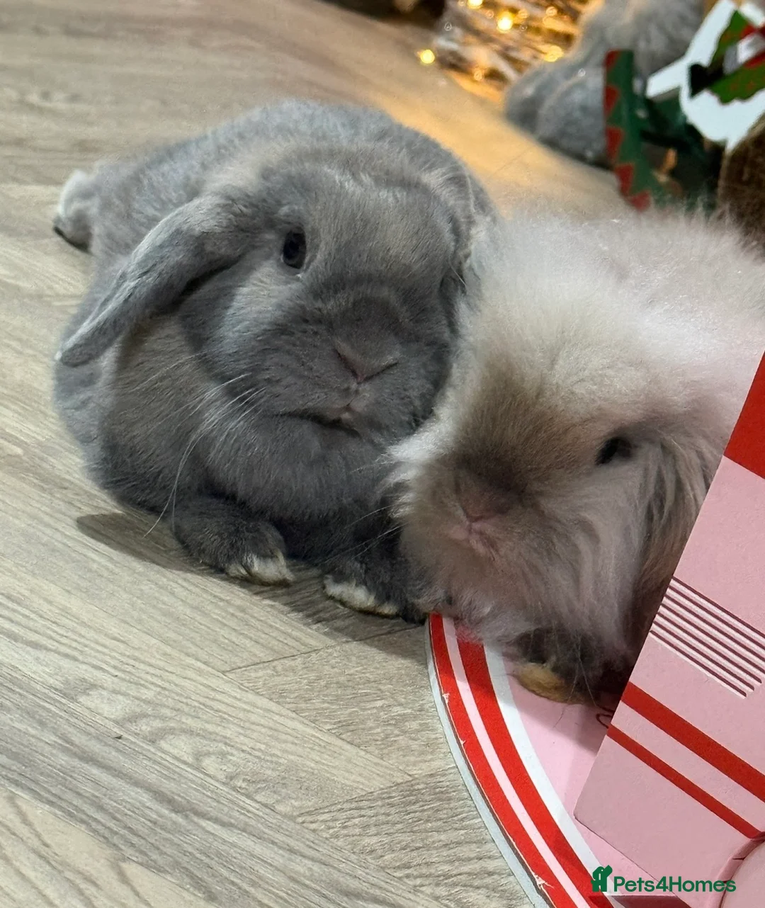 Mixed Breed rabbits for sale: Two Stunning little bunnies - Advert 1