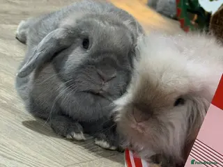 Mixed Breed rabbits Two Stunning little bunnies - Advert 9