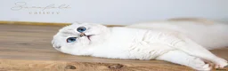 Scottish Fold cats for sale:  Ozzy is looking for his forever home! - Advert 6
