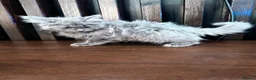 Maine Coon cats for sale: Maine Coon Kittens XXL – Blue. Beautiful - Advert 33