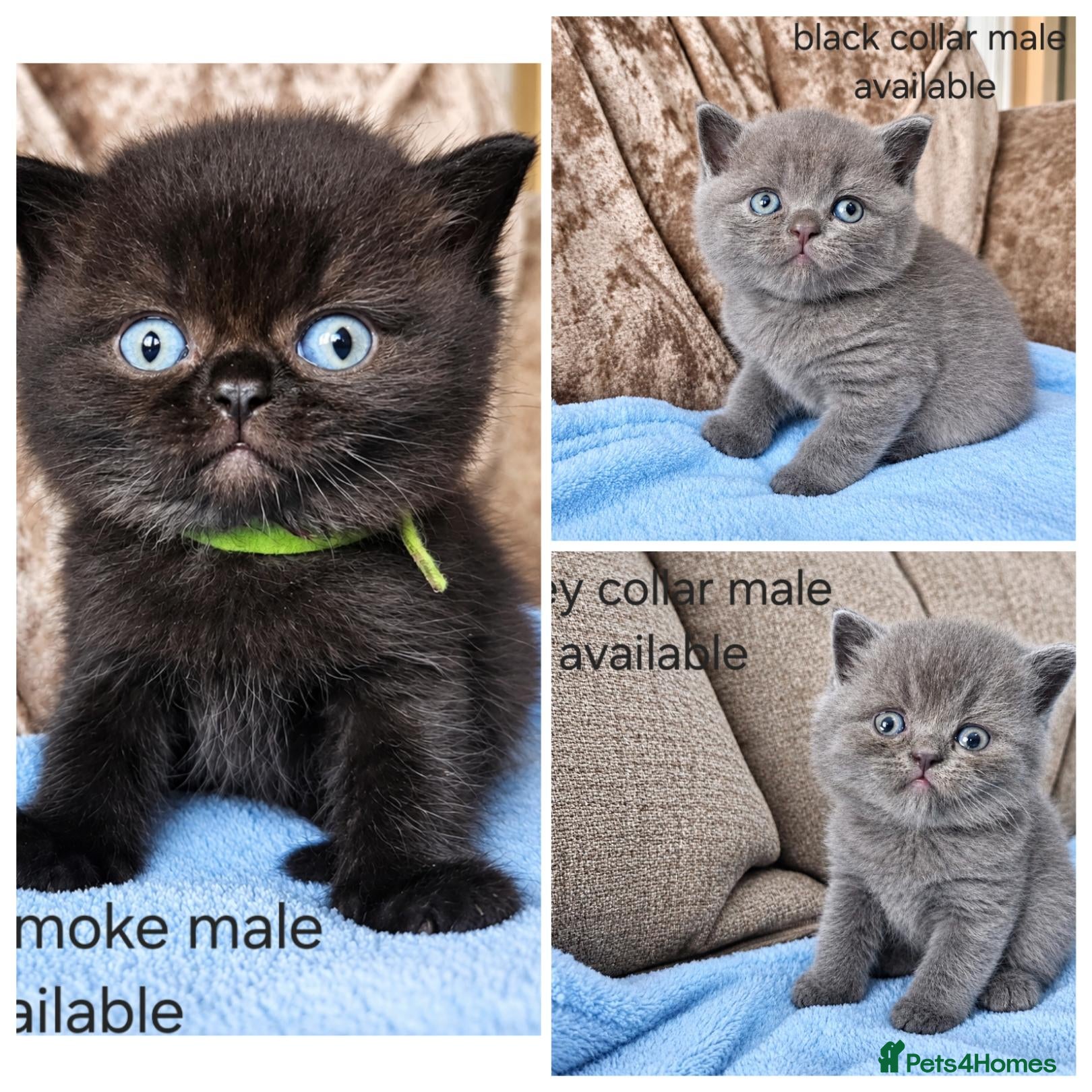 British Shorthair cats British shorthair kittens  - Advert 1