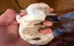 Dachshund dogs for sale: 7 cracking dachshund puppies  - Image 2