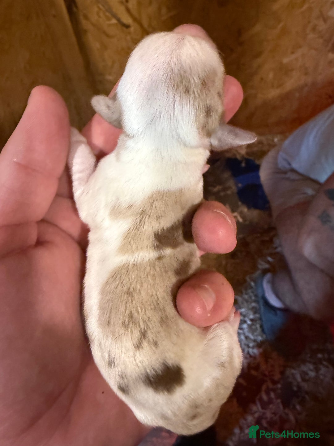 Dachshund dogs for sale: 7 cracking dachshund puppies  - Image 2