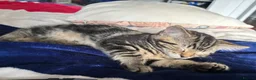 Mixed Breed cats for sale: Cuddly Tabby Kittens – Home Raised - Advert 20