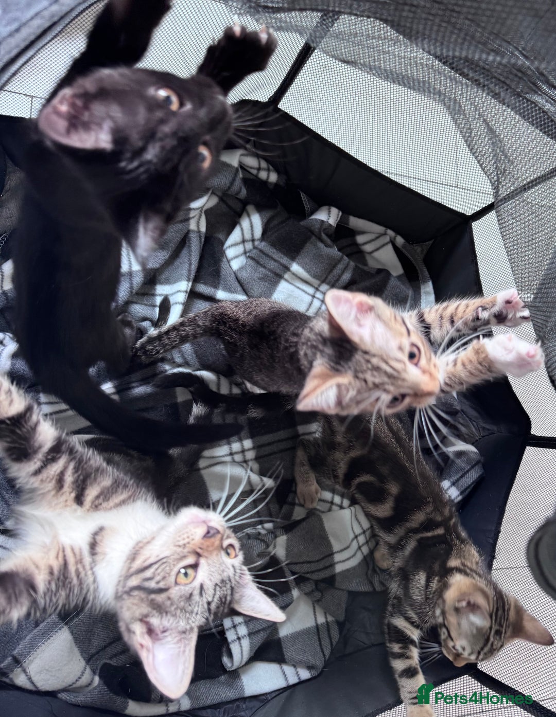 Mixed Breed cats for sale: 4 tabby kittens available  - Image 12