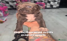 Mixed Breed dogs for sale: Beautiful 5 girls & 2 boys  - Image 9
