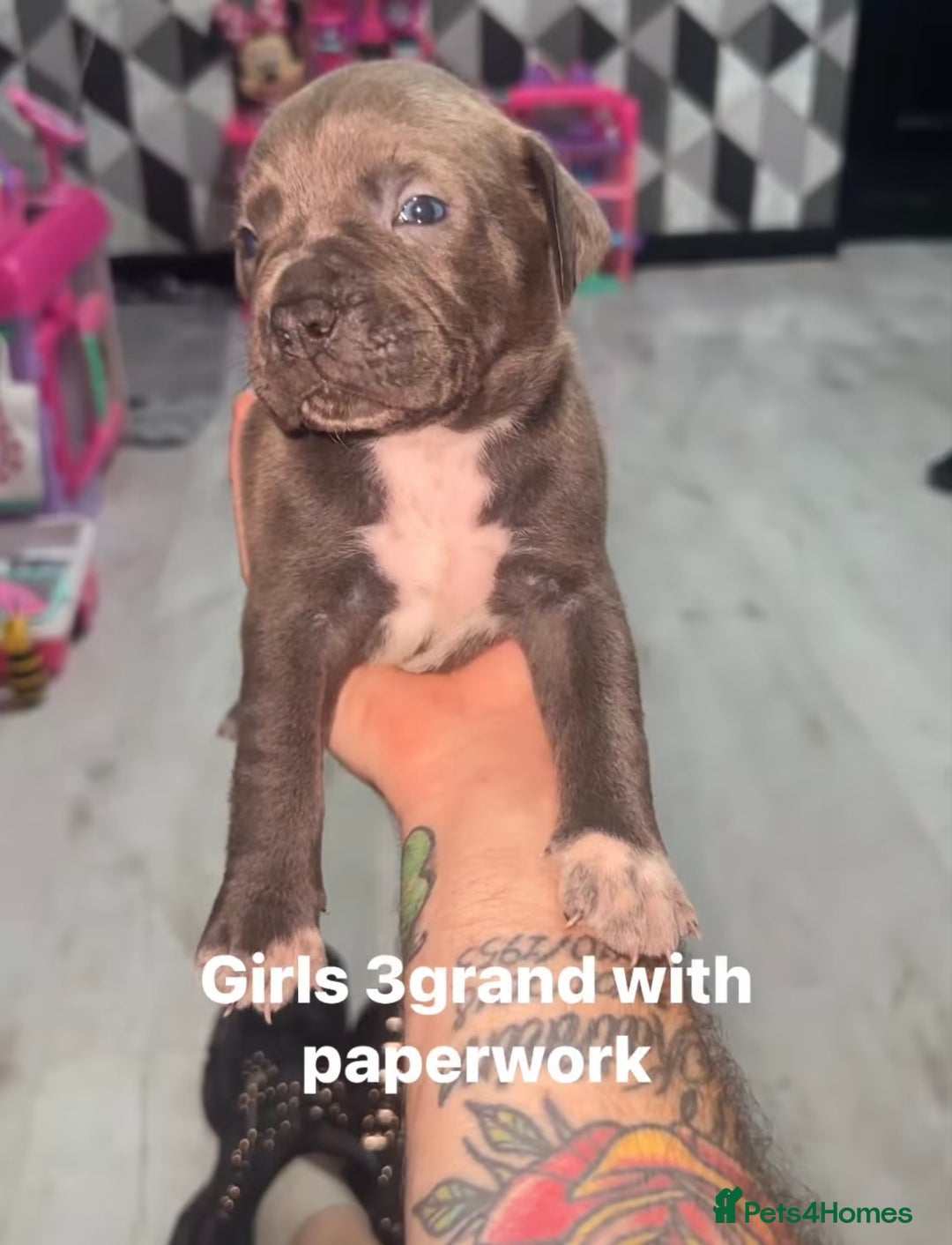 Mixed Breed dogs for sale: Beautiful 5 girls & 2 boys  - Image 9