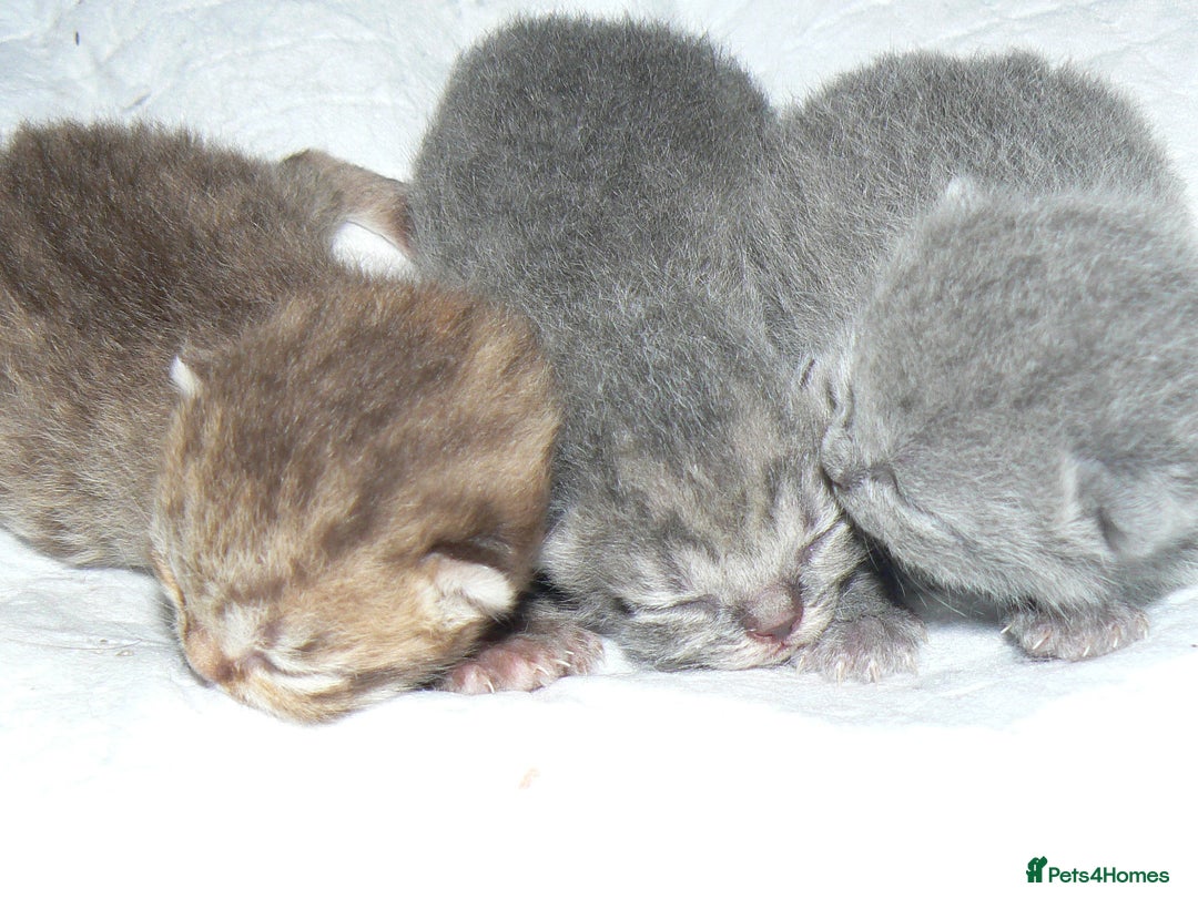 British Shorthair cats for sale: Pedegree British Blue + Tabby Shorthair Kittens - Image 14