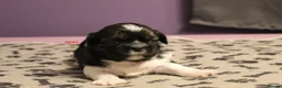 Shih Tzu dogs for sale: LOVELY SHIH TZU PUPPIES  - Advert 26