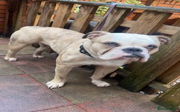 Old Tyme Bulldog dogs for sale: 🐶 Old Tyme English Bulldog  - Image 2