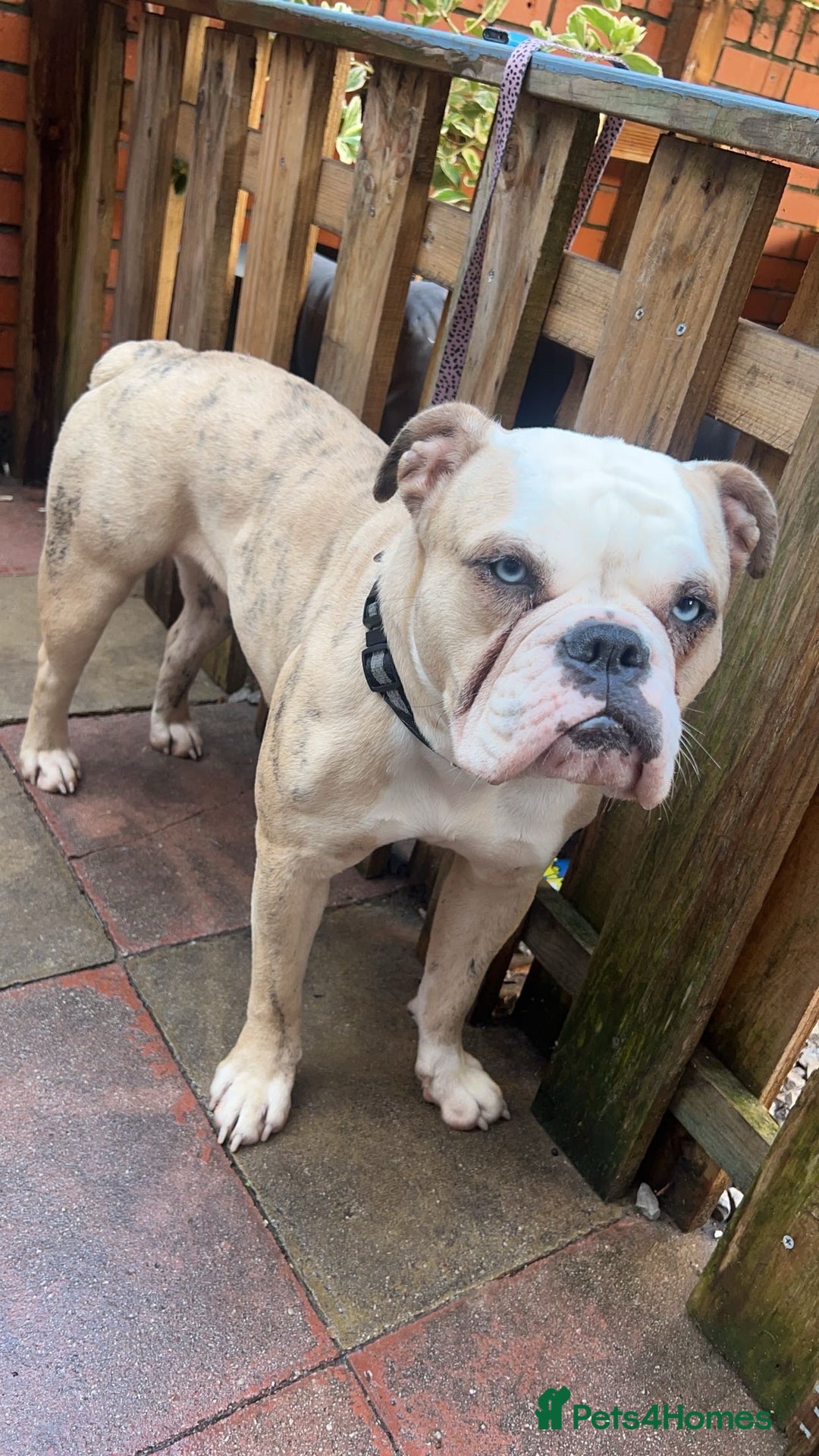 Old Tyme Bulldog dogs for sale: 🐶 Old Tyme English Bulldog  - Image 2