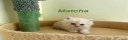 Exotic cats for sale: Beautiful Persian Exotic Kittens - Advert 3