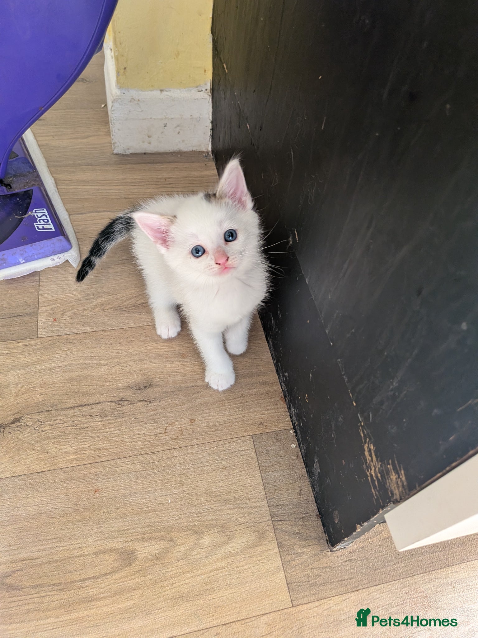 Mixed Breed cats Kittens for sale - Advert 1