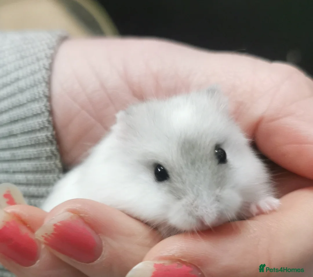 Hamster rodents for sale: Winter white dwarf hamsters.  - Advert 4