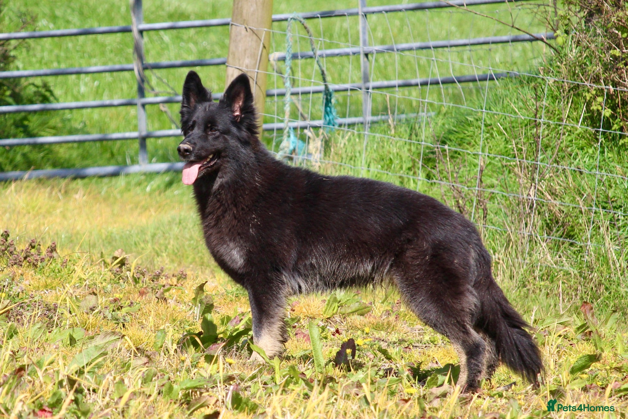 German Shepherd dogs German shepherd Puppies. KC REGISTERED  - Advert 1