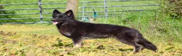 German Shepherd dogs for sale: German shepherd Puppies. KC REGISTERED  - Advert 1