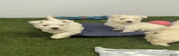 West Highland Terrier dogs for sale: West Highland Terrier puppies  - Advert 16