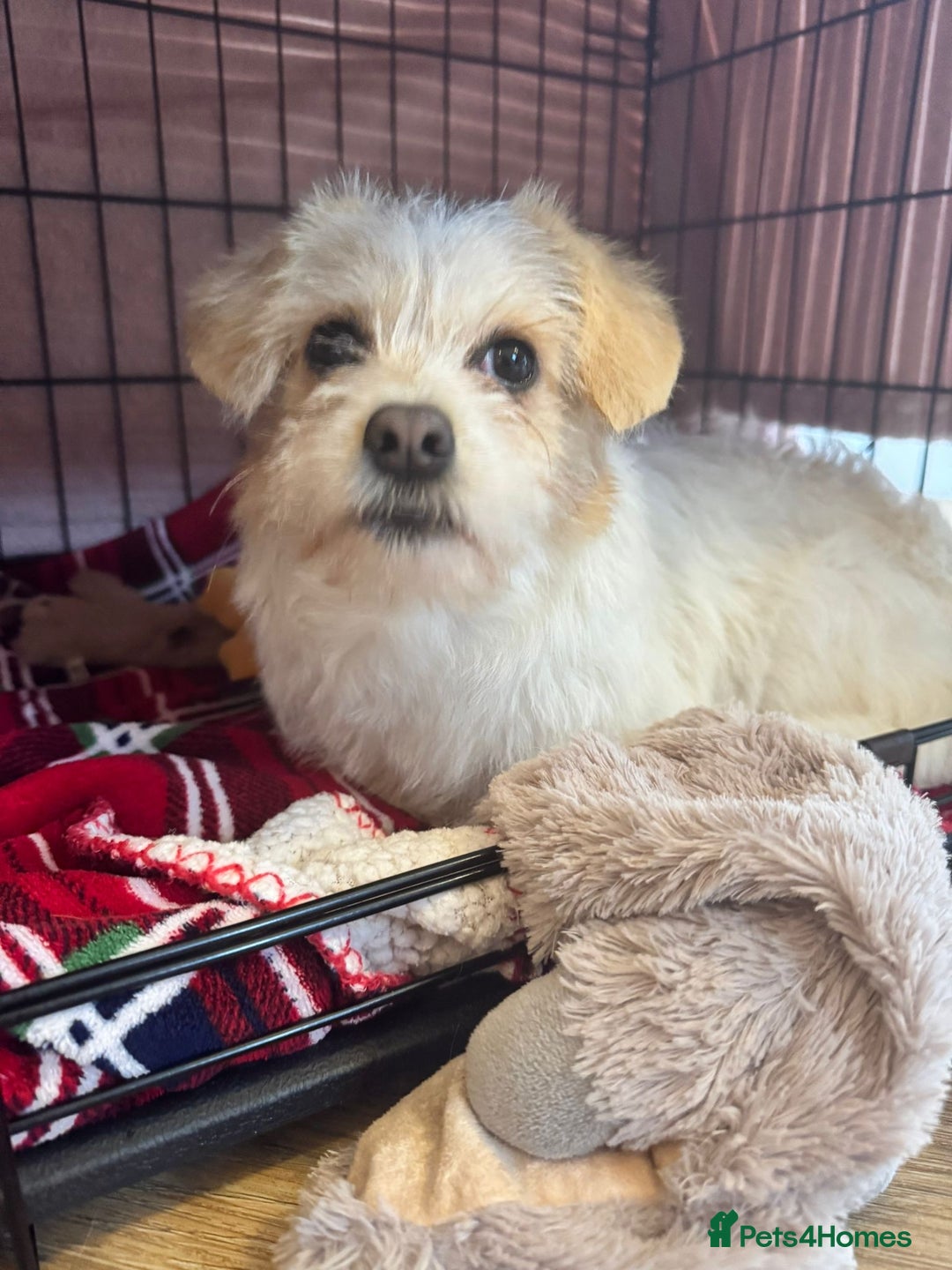 Mixed Breed dogs for adoption: Cynthia - Advert 3