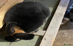 Rex rabbits for sale: Full bred Rex rabbit  - Advert 5