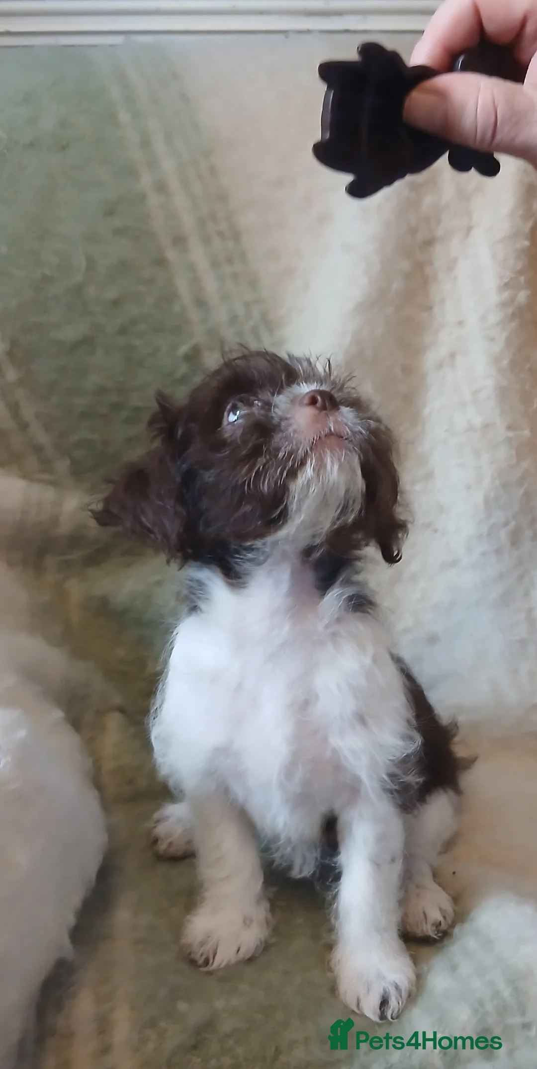 Shihpoo dogs for sale: READY NOW - Beautiful Shihpoo puppies - Advert 4