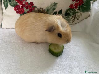 Guinea Pig rodents RESERVED Gorgeous baby guinea pig BOY AVAILABLE - Advert 16