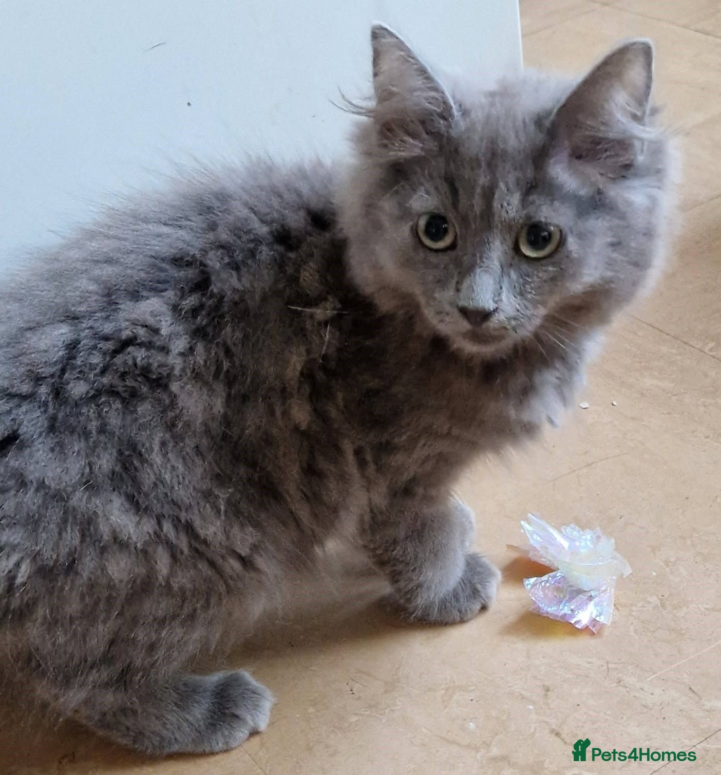 Siberian cats Beautiful siberian grey kittens 2 left - Advert 6