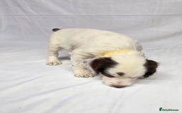 English Springer Spaniel dogs for sale: Calm,Adorable, beautiful Springer spaniel puppies. - Image 8