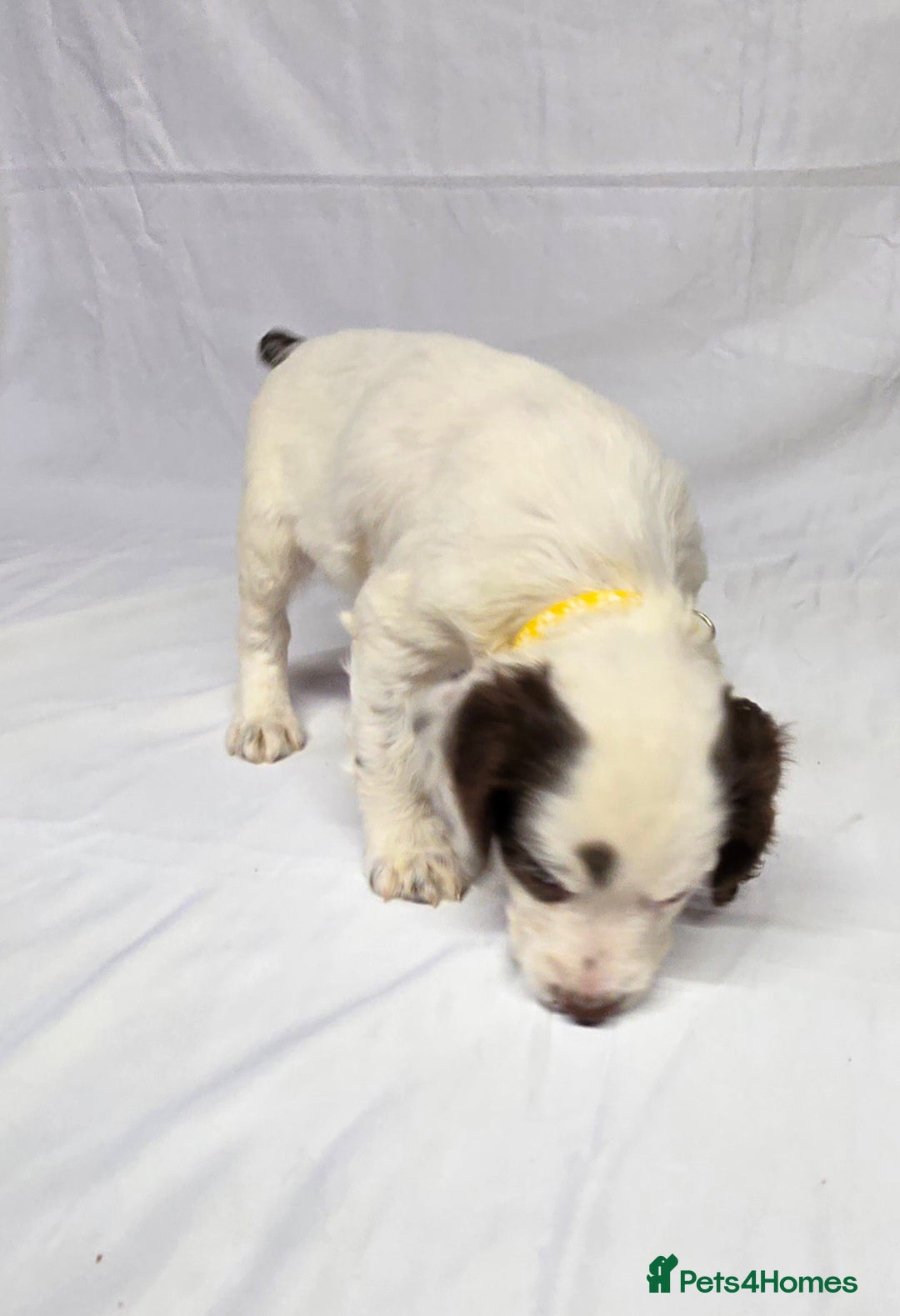 English Springer Spaniel dogs for sale: Calm,Adorable, beautiful Springer spaniel puppies. - Image 8