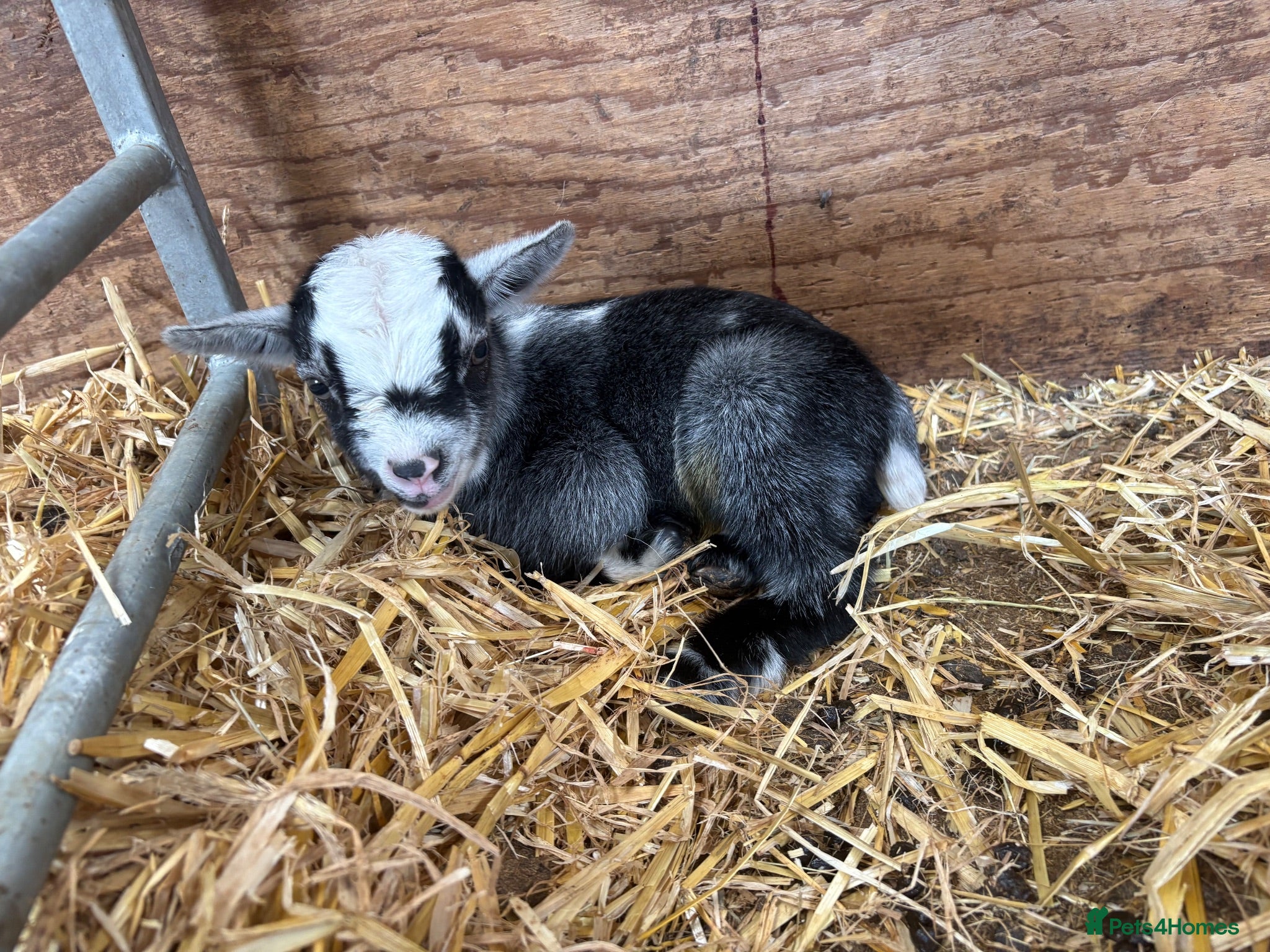 Goats livestock 4 Pedigree registered Pygmy goats  - Advert 3