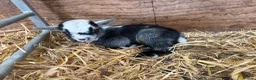 Goats livestock for sale: 4 Pedigree registered Pygmy goats  - Advert 2