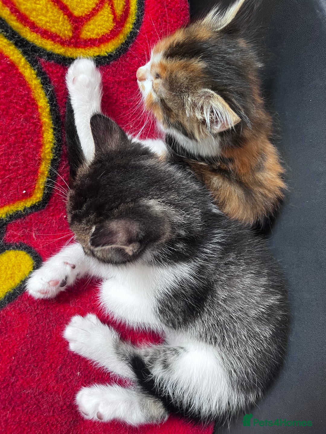 Mixed Breed cats for sale: Beautiful Playful Kittens - Image 8