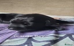 Labrador Retriever dogs for sale: 6 beautiful Labrador (all reserved)  - Advert 13