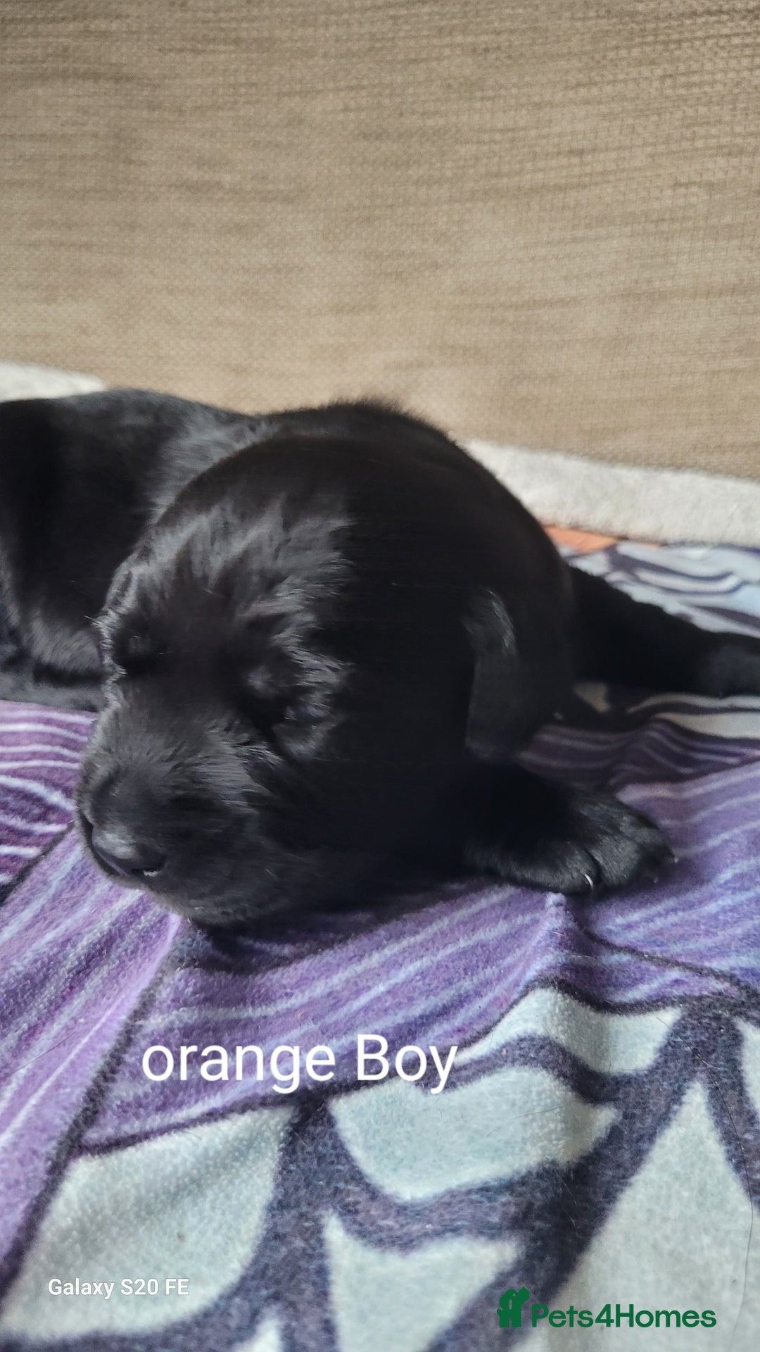 Labrador Retriever dogs for sale: 6 beautiful Labrador (all reserved)  - Advert 13