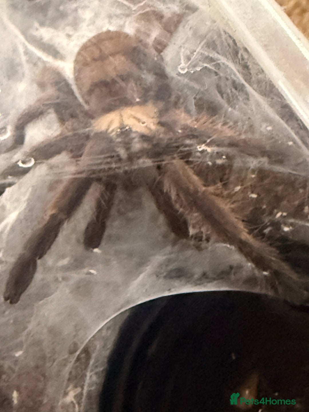 Tarantulas invertebrates for sale: 5-6cm Chilobrachys fimbriatus - tarantula  - Advert 5