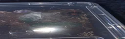 Tarantulas invertebrates for sale: Tarantula slings and juviniles in Bristol - Advert 2