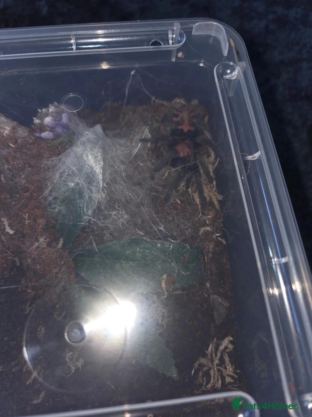 Tarantulas invertebrates for sale: Tarantula slings and juviniles in Bristol - Advert 2