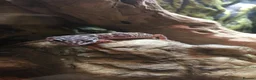 Leopard Gecko reptiles for sale: Mack Snow Leopard Gecko - Advert 3