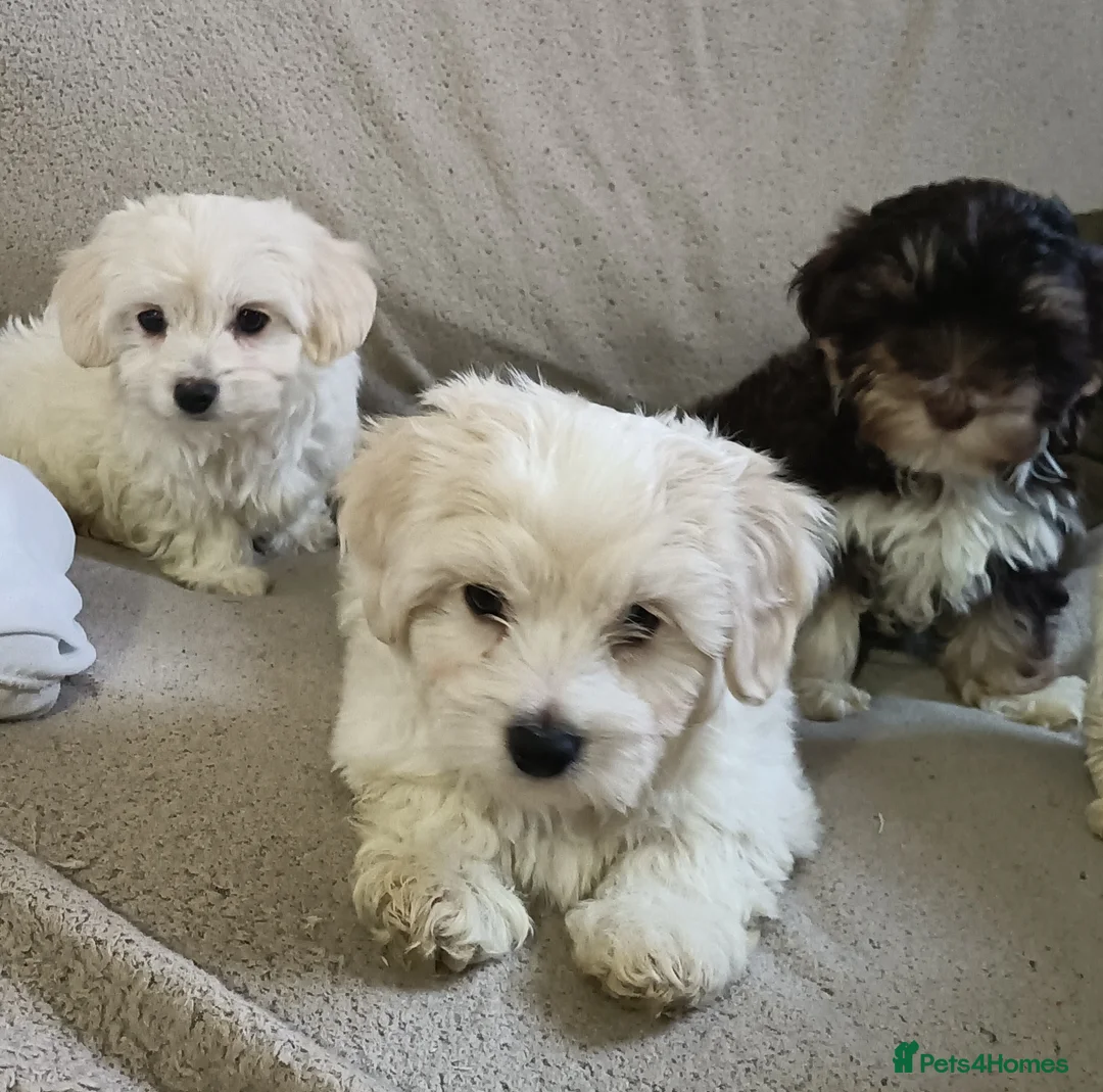 Maltipoo dogs for sale: Beautiful Maltipoo puppies - Advert 2