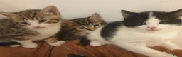 Mixed Breed cats for sale: Sweet Kittens Raised with Love and Children - Advert 21