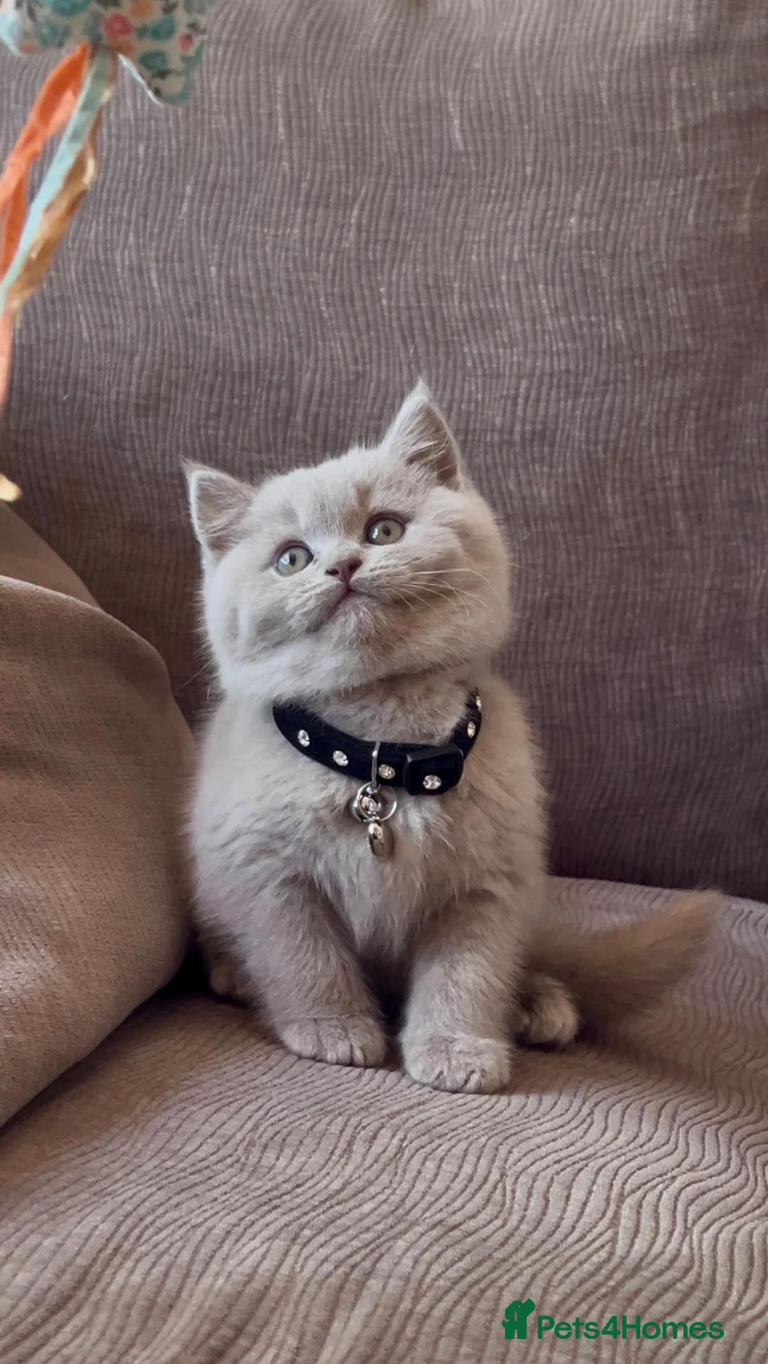 British Shorthair cats for sale: LILAC Male Kitten ( 5 Months Old) - Rehoming - Advert 1