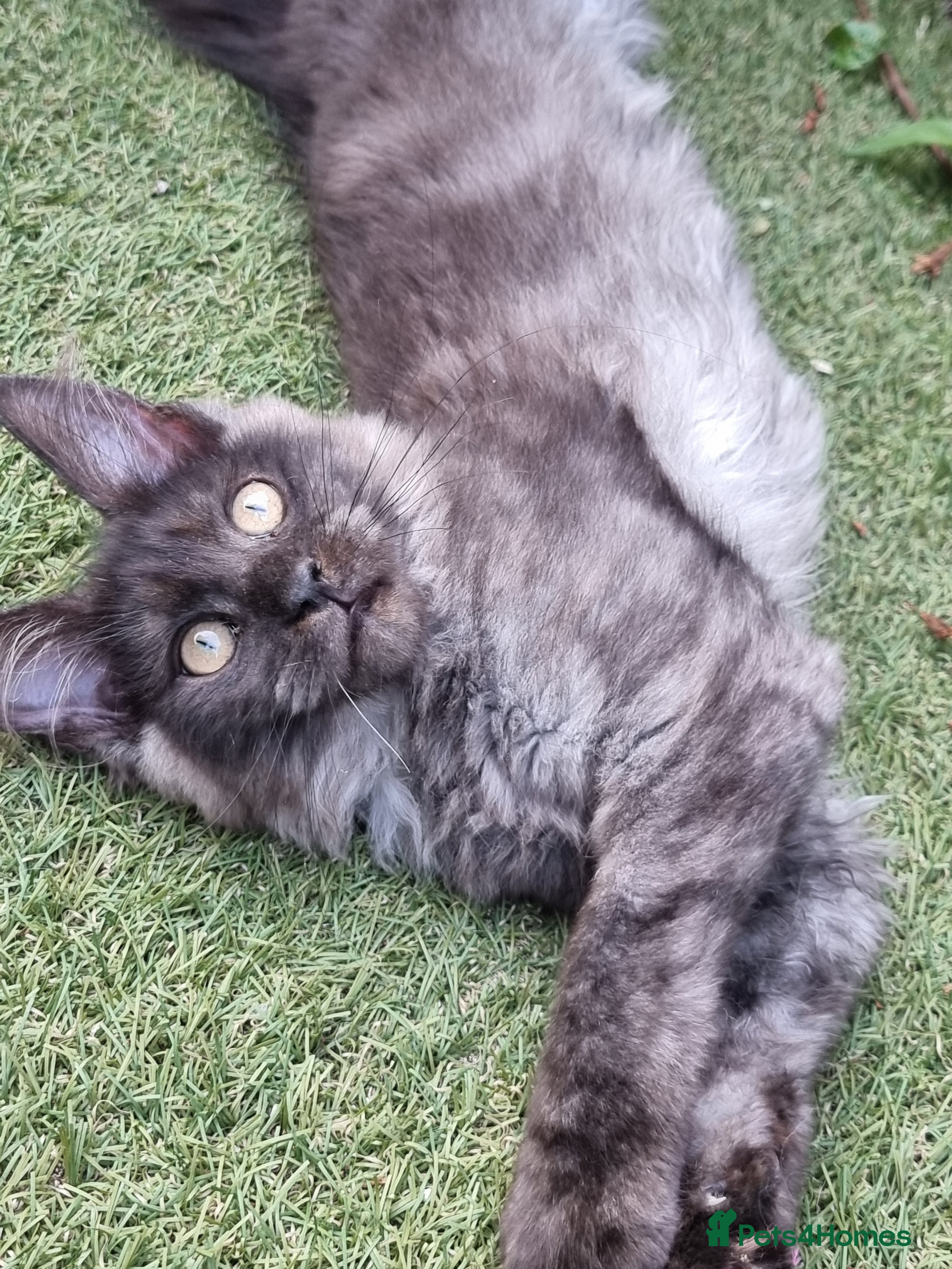 Maine Coon cats Tica registered ready now - Advert 2