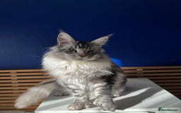 Maine Coon cats for sale: Beautiful Bonded Maine Coon Pair + Single. - Image 8