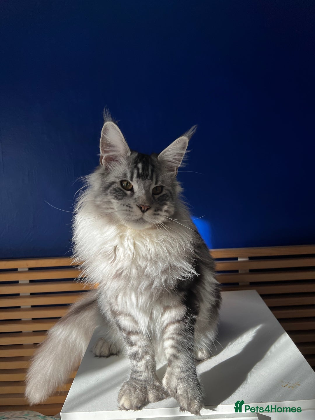 Maine Coon cats for sale: Beautiful Bonded Maine Coon Pair + Single. - Image 8